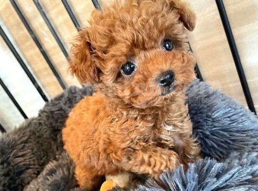 Toy Poodle Orjinal Redbrown Kızıl Safkan Her Bütçeye Uygun görsel