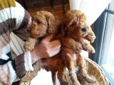 Yeşi̇l Gözlü Red Brown Toy Poodle Yavru