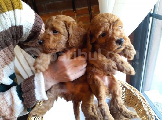 Yeşi̇l Gözlü Red Brown Toy Poodle Yavru görsel
