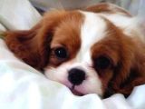 Cavalier King Charles Spaniel Kahve Beyaz Orjinal Garantili