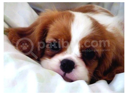 Cavalier King Charles Spaniel Kahve Beyaz Orjinal Garantili görsel