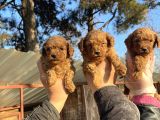 Mükemmel Güzellikte Poodle Toy Yavrular