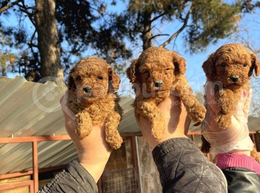 Mükemmel Güzellikte Poodle Toy Yavrular görsel