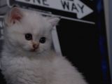 Full Scr British Shorthair Ay 1133 Golden Baby Dişi