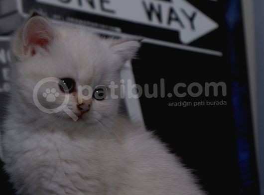 Full Scr British Shorthair Ay 1133 Golden Baby Dişi görsel