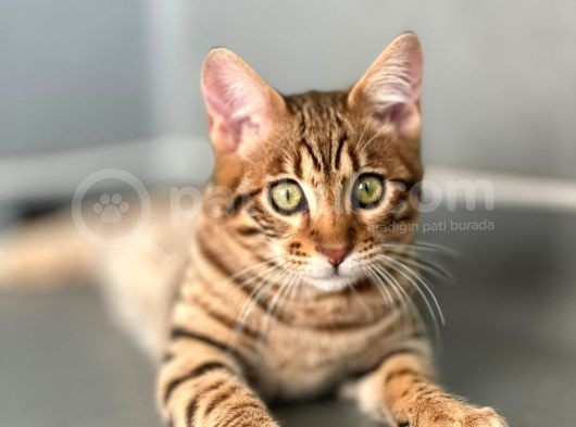 Savannah F6 “Male “ görsel