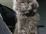 Mainecoon Blue “Male “
