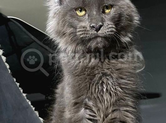 Mainecoon Blue “Male “ görsel