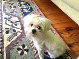 Orjinal Maltese