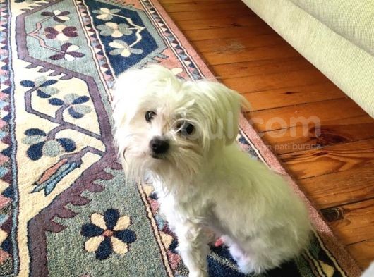Orjinal Maltese görsel
