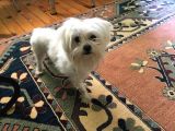 Orjinal Maltese