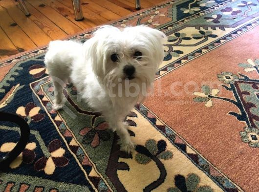 Orjinal Maltese görsel