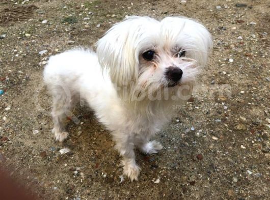Orjinal Maltese görsel