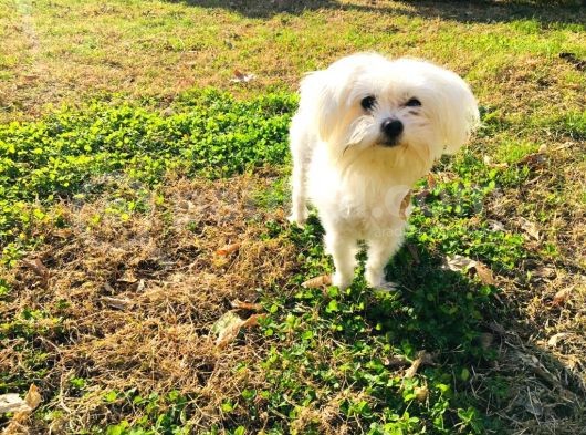 Orjinal Maltese görsel