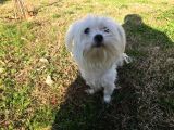 Orjinal Maltese