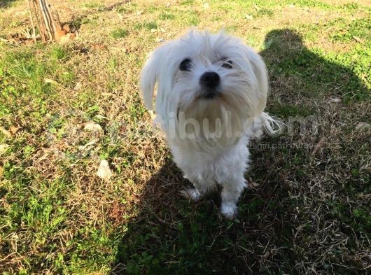 Orjinal Maltese görsel
