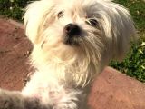 Orjinal Maltese