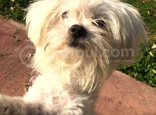 Orjinal Maltese görsel