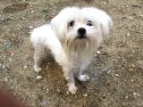 Orjinal Maltese