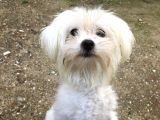 Orjinal Maltese