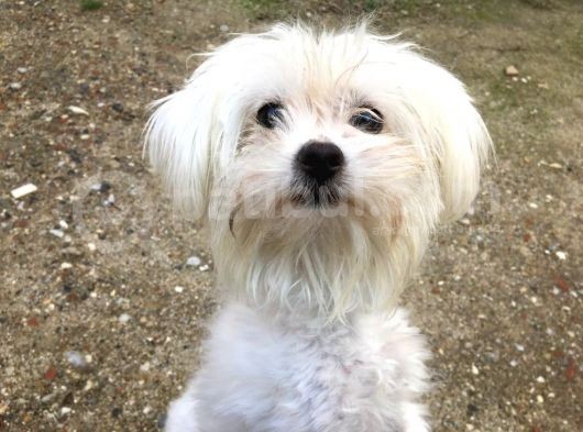 Orjinal Maltese görsel