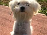 Orjinal maltese