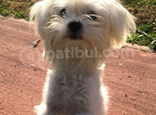 Orjinal Maltese
