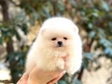A Kalite, İstanbul Anadolu Yakası Elden Teslim Pomeranian Boo