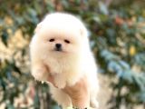 A Kalite, İstanbul Anadolu Yakası Elden Teslim Pomeranian Boo