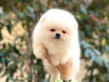A Kalite, İstanbul Anadolu Yakası Elden Teslim Pomeranian Boo