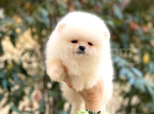 A Kalite, İstanbul Anadolu Yakası Elden Teslim Pomeranian Boo görsel