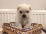 Show A Kalite Teacup Maltese