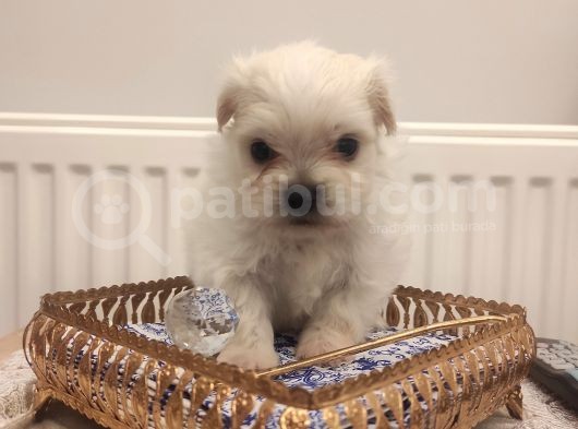 Show A Kalite Teacup Maltese görsel