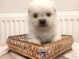 Show A Kalite Teacup Maltese
