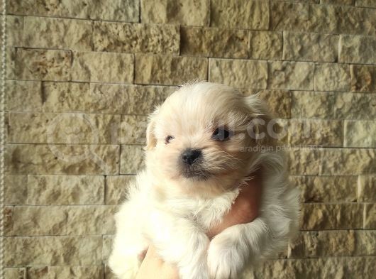 Show A Kalite Teacup Maltese görsel