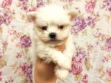 Show A Kalite Teacup Maltese