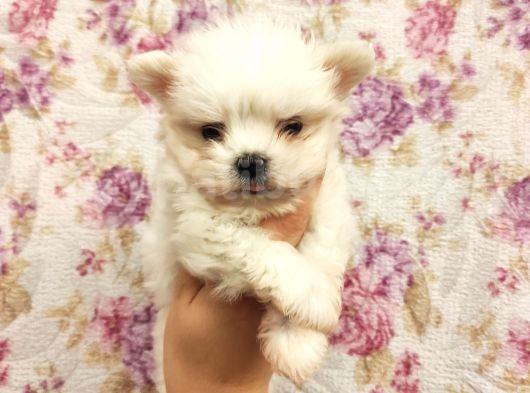 Show A Kalite Teacup Maltese görsel