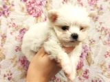 Show A Kalite Teacup Maltese