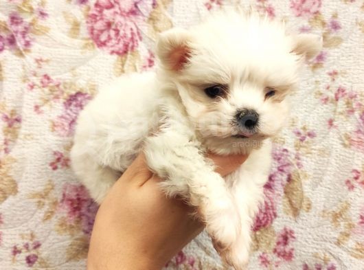Show A Kalite Teacup Maltese görsel