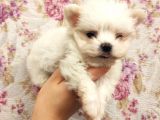 Show a Kalite Teacup Maltese