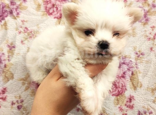 Show A Kalite Teacup Maltese