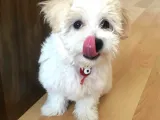 Uygun Fiyat, İstanbul'da Elden Teslim Maltipoo Yavrumuz