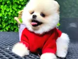 Babyface Pomeranian Boo Yavrularımız