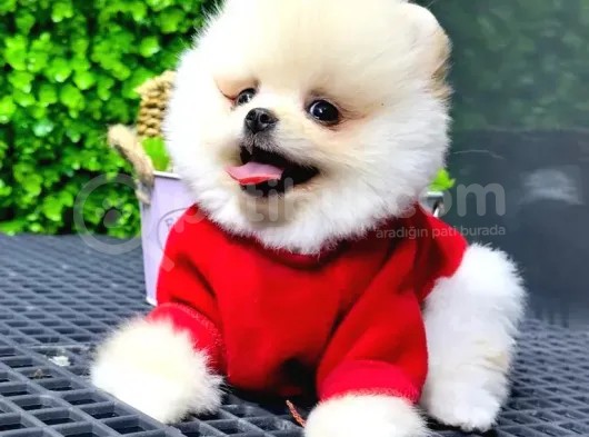 Babyface Pomeranian Boo Yavrularımız görsel