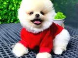 Babyface Pomeranian Boo Yavrularımız