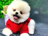 Babyface Pomeranian Boo Yavrularımız