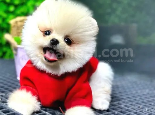 Babyface Pomeranian Boo Yavrularımız görsel