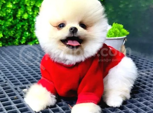 Babyface Pomeranian Boo Yavrularımız görsel