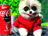 Babyface Pomeranian Boo Yavrularımız