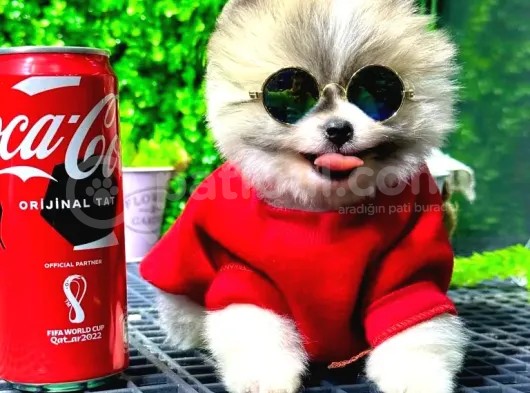 Babyface Pomeranian Boo Yavrularımız görsel